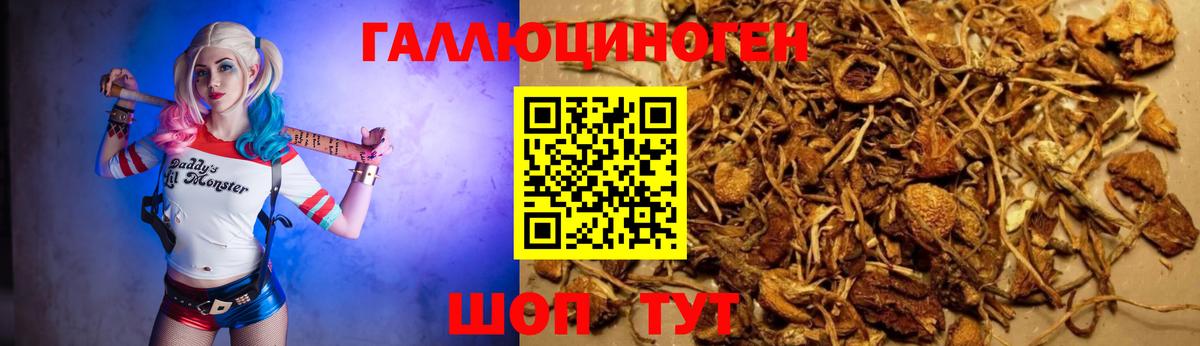 Нижний Новгород  где найти наркотики  Вход с VPN  Псилоцибиновые грибы Psilocybe 